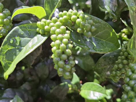 枯里珍功效|枯里珍 (恆春熱帶植物園)